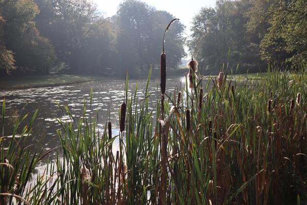 The photo captures a serene pond scene, with a dense foreground of green and brown cattails and reeds